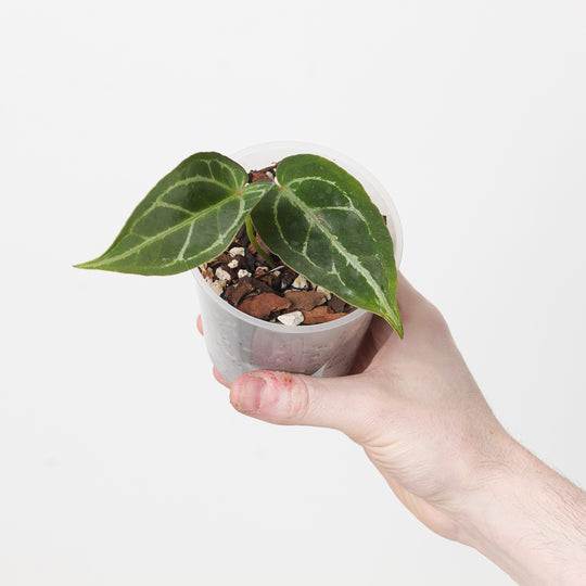 Anthurium Crystallinum 'Dark Silver' 9cm Plants GrowTropicals