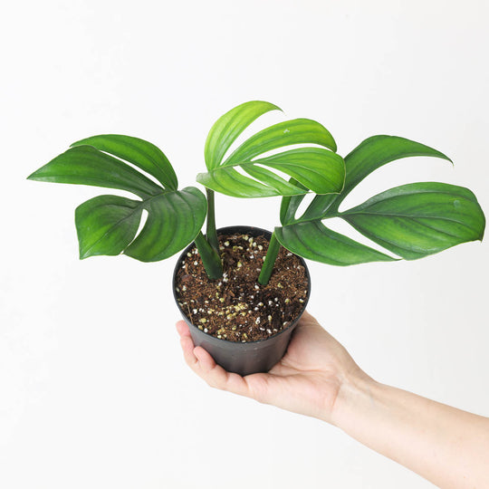 Monstera 'Dark Pinnatipartita' Plants GrowTropicals