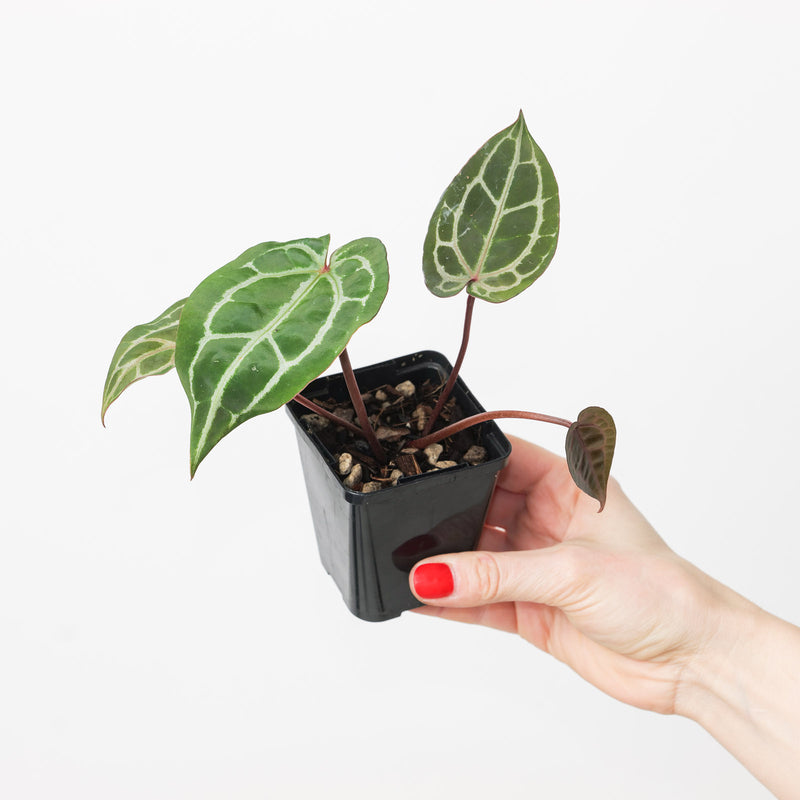 Anthurium Michelle® by DocBlock® Plants DocBlock
