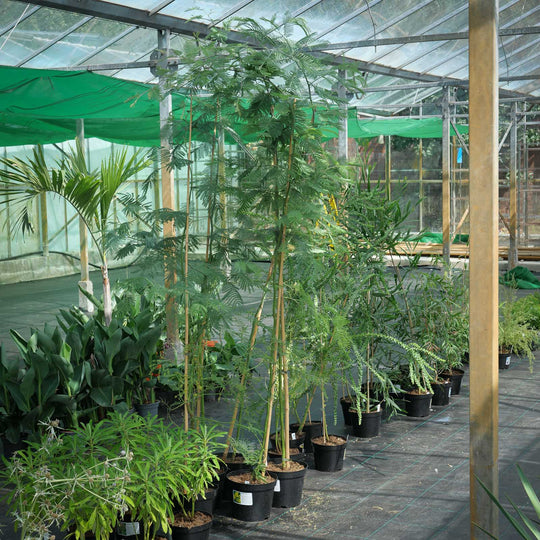 Acacia dealbata (Mimosa / Silver Wattle) 23cm / 5L (Collection Only) Plants - Outdoor GROW TROPICALS