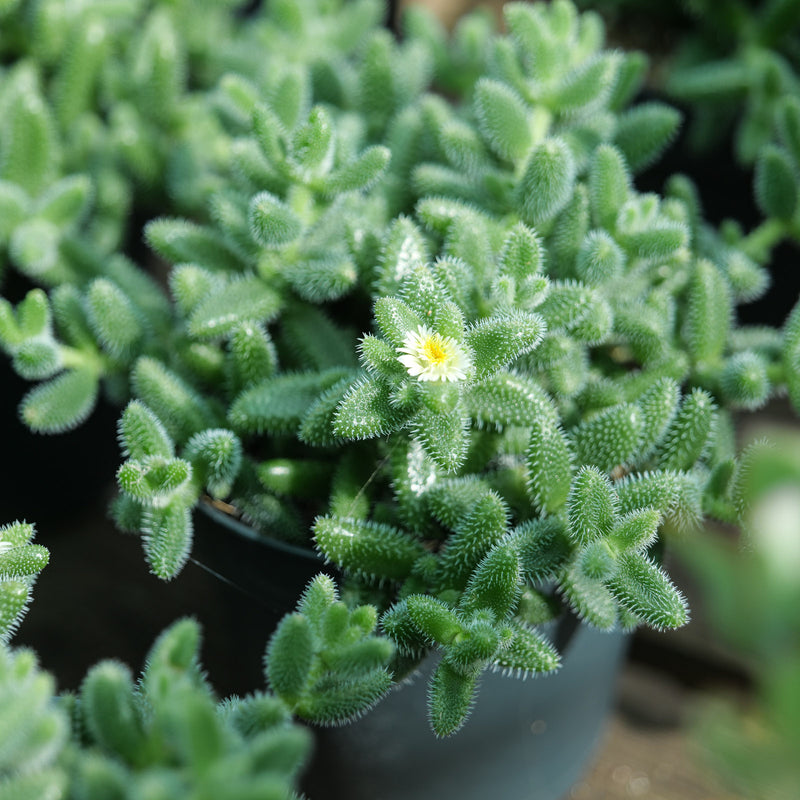 Delosperma echinatum Plants GrowTropicals