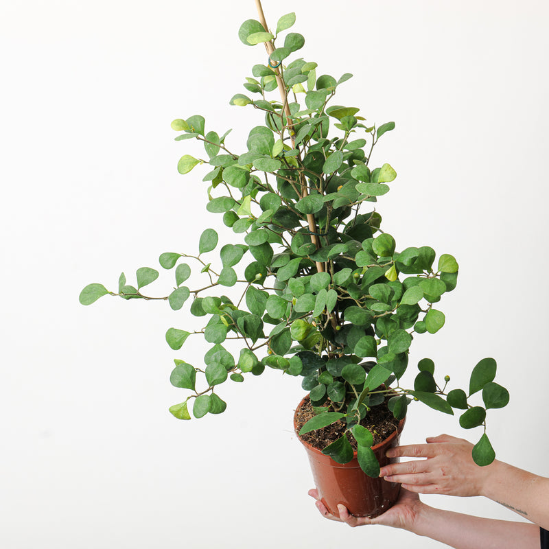 Ficus deltoidea Plants GrowTropicals