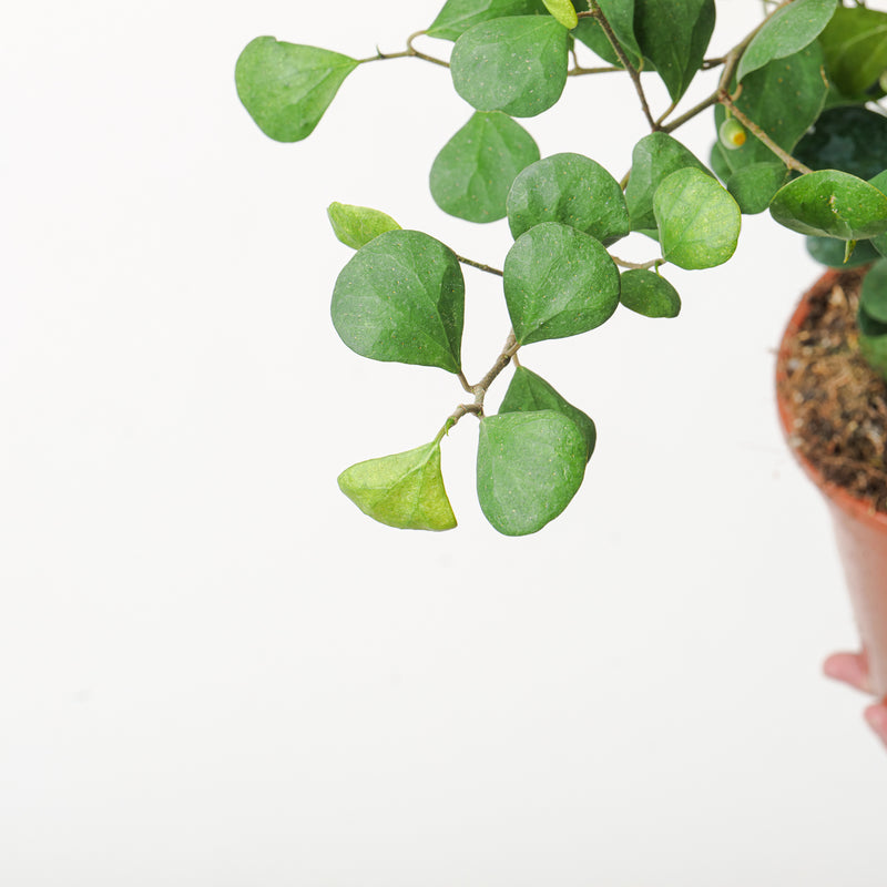 Ficus deltoidea — 17cm