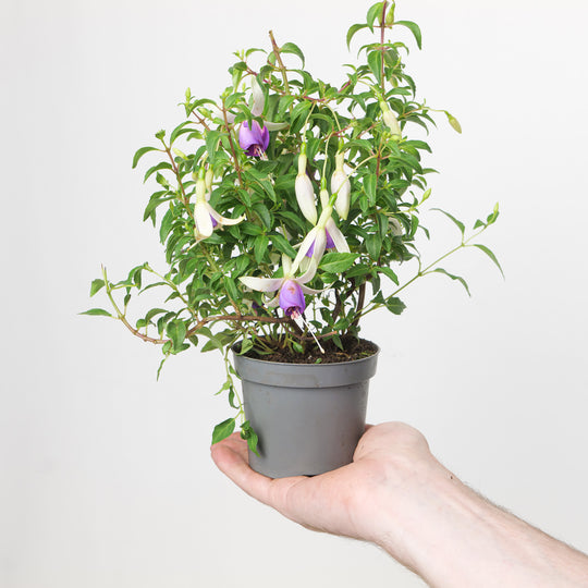 Fuchsia Delta's Sarah 9cm / 0.5L Plants - Outdoor GROW TROPICALS