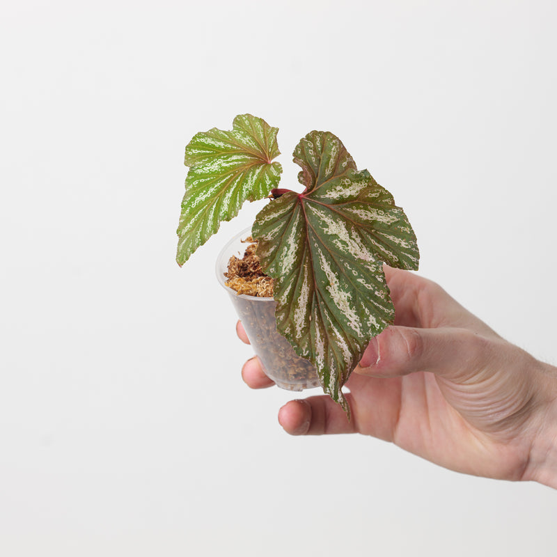 Begonia diadema Plants GrowTropicals