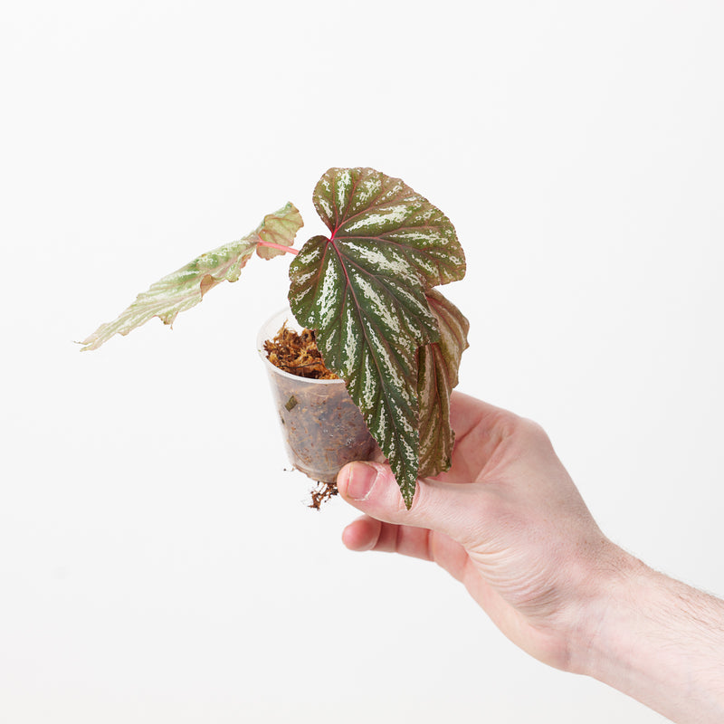 Begonia diadema Plants GrowTropicals