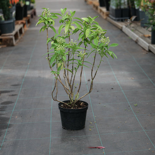 Dichroa daimingshanensis 'Guiz 48' 17cm / 2L Plants - Outdoor GROW TROPICALS