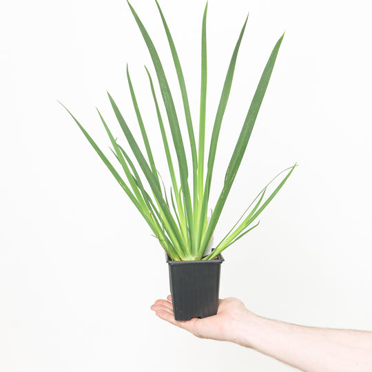 Dietes grandiflora 9cm / 0.5L Plants - Outdoor GROW TROPICALS