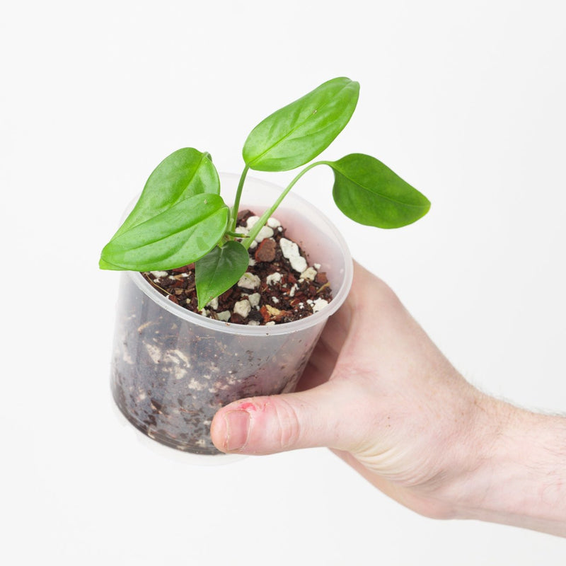 Monstera dissecta — 9cm