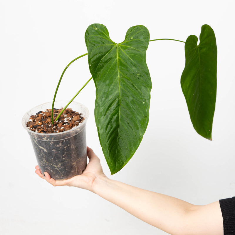 Anthurium dolichostachyum Plants GrowTropicals