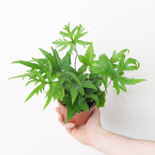 Hemionitis doryopteris 12cm Plants GrowTropicals