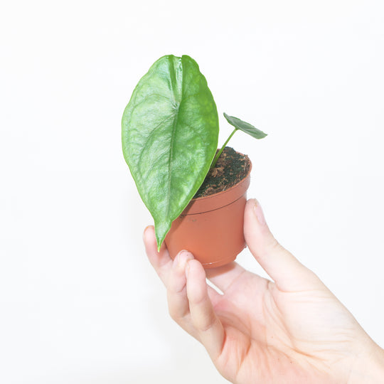 Alocasia heterophylla 'Dragon's Breath' 6cm Plants GrowTropicals