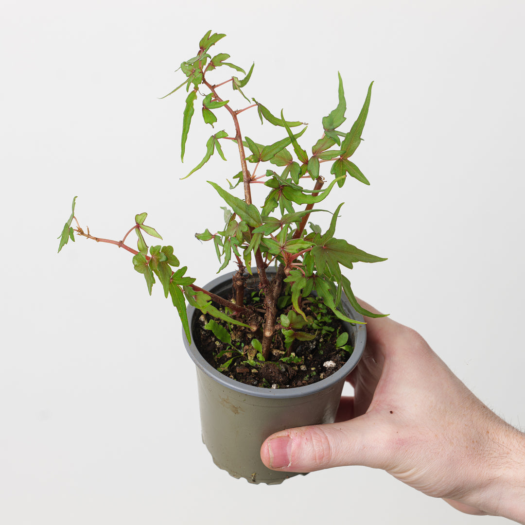 Begonia dregei 'Tripartita' 9cm Plants GrowTropicals