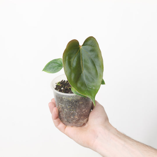Anthurium Dressleri x Papi FS (Acclimated) Plants GrowTropicals