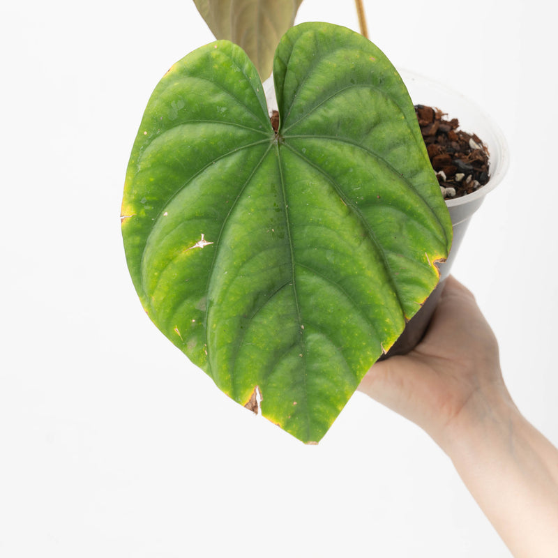 Anthurium dressleri (Species) — #1 - 15cm