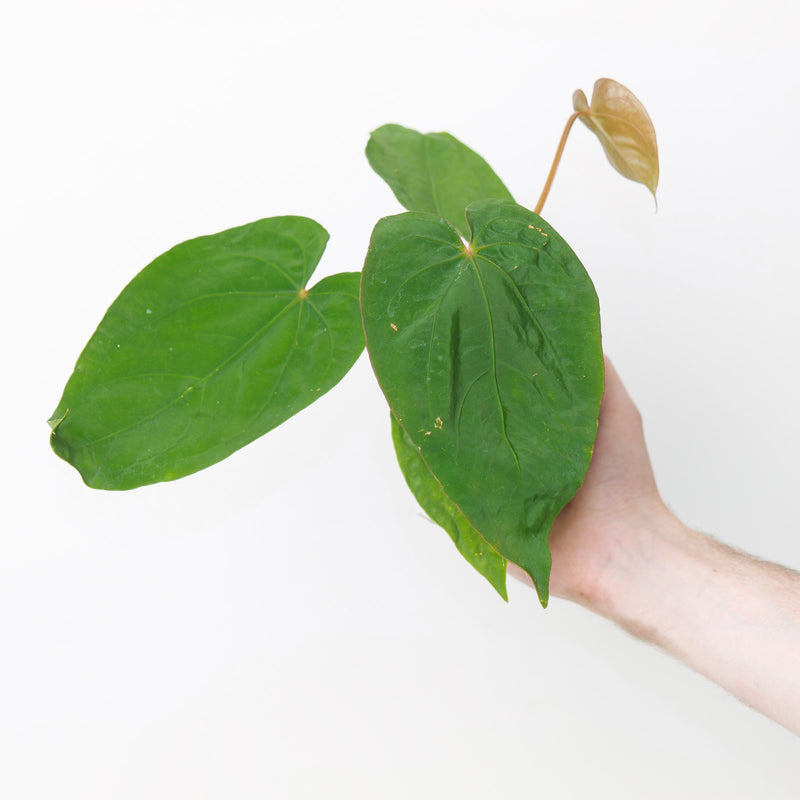 Anthurium dressleri x self Plants GrowTropicals