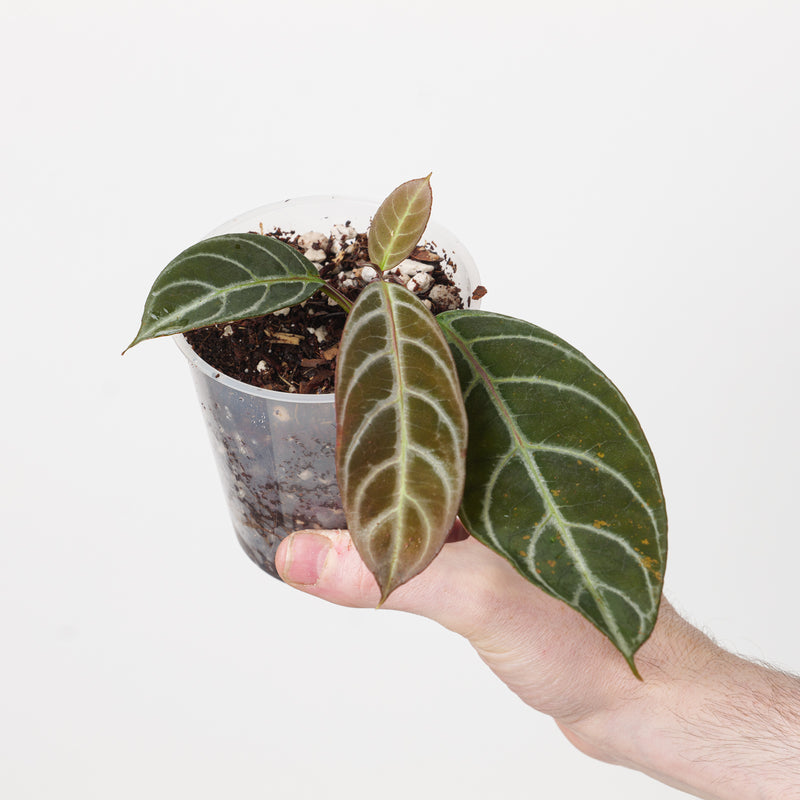 Drymonia chiribogana Red form 9cm Plants GrowTropicals