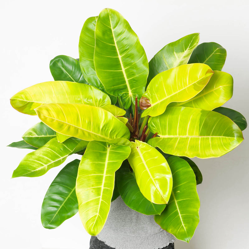 Philodendron Red Moon XL Plants GrowTropicals