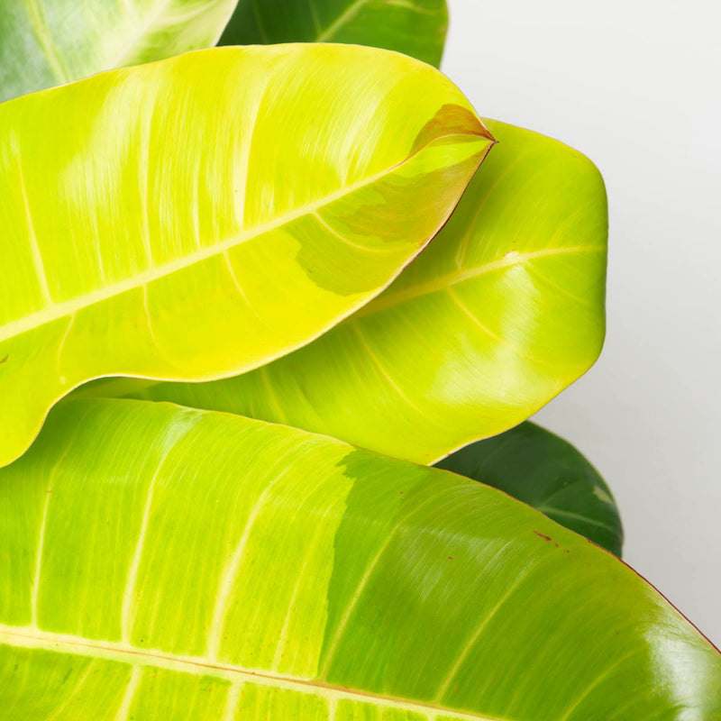 Philodendron Red Moon XL Plants GrowTropicals
