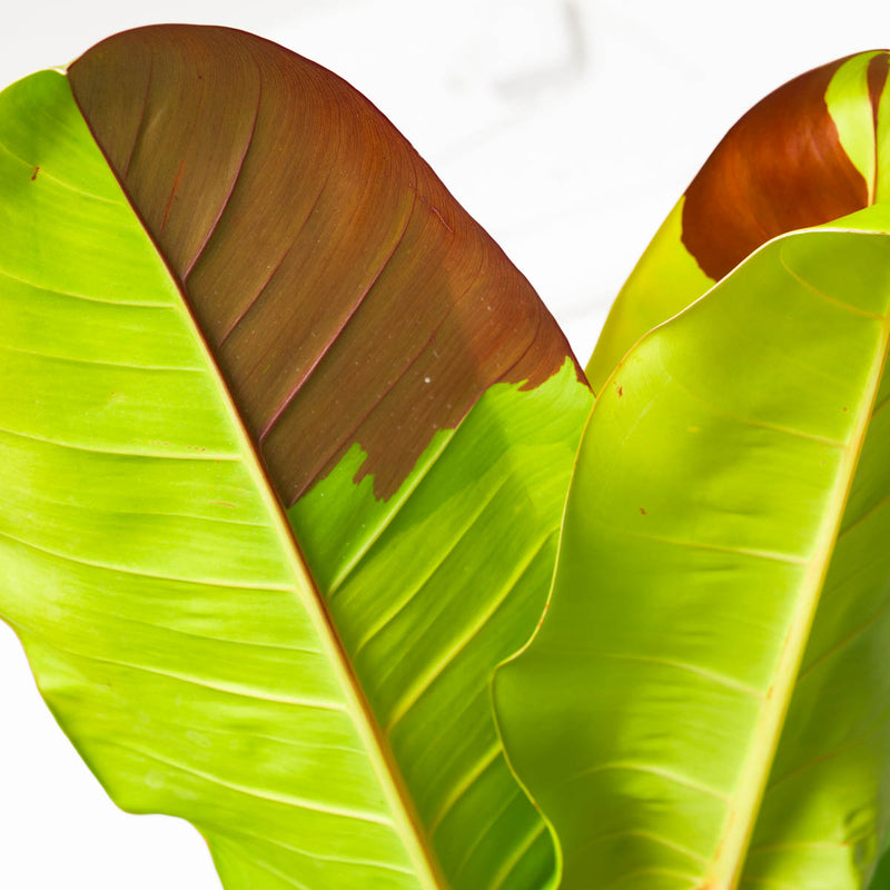 Philodendron Red Moon XL Plants GrowTropicals