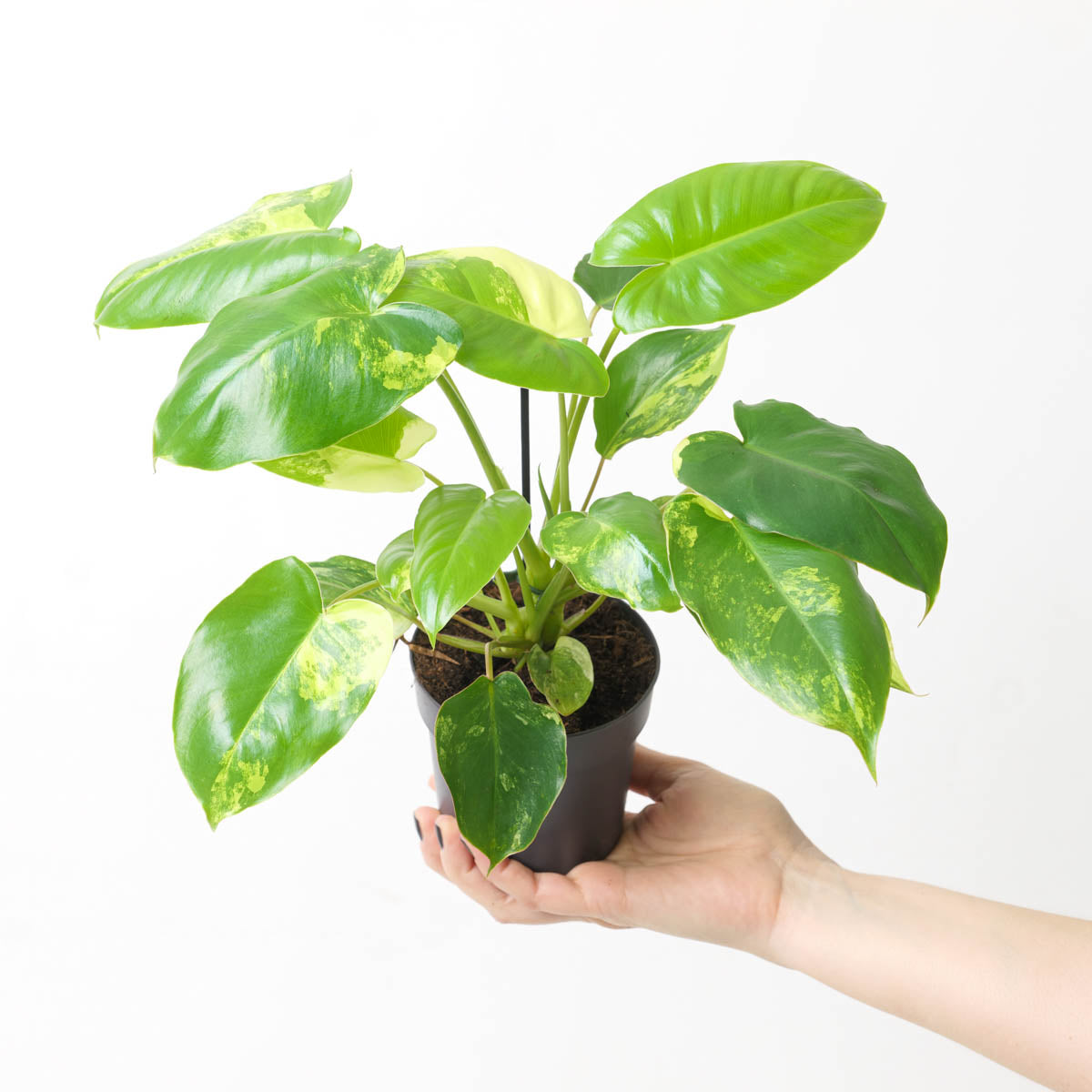 Philodendron 2024 burlemax variegated