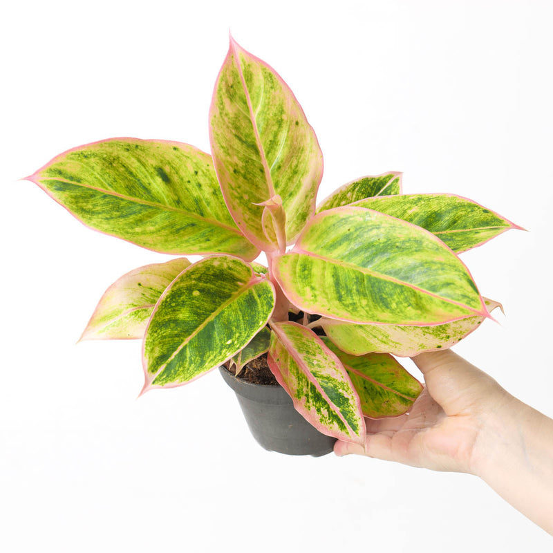 Aglaonema 'Salmon Fantasy' Plants GrowTropicals