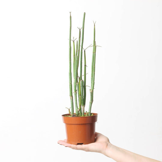 Ceropegia dichotoma Plants GrowTropicals