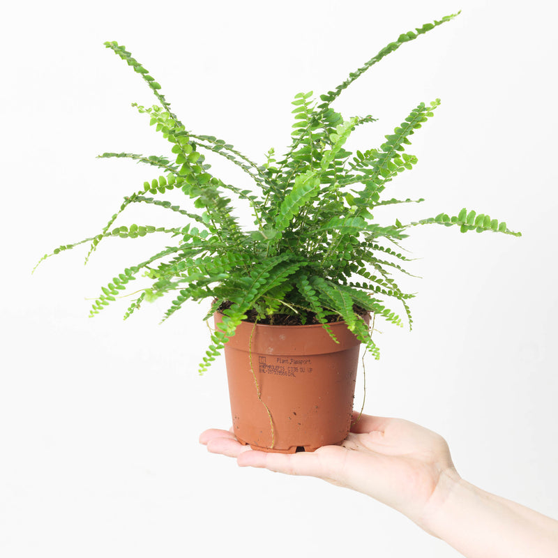 Nephrolepis duffii Plants GrowTropicals