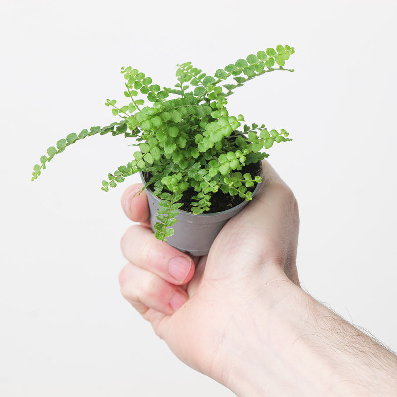 Nephrolepis duffii — 6cm