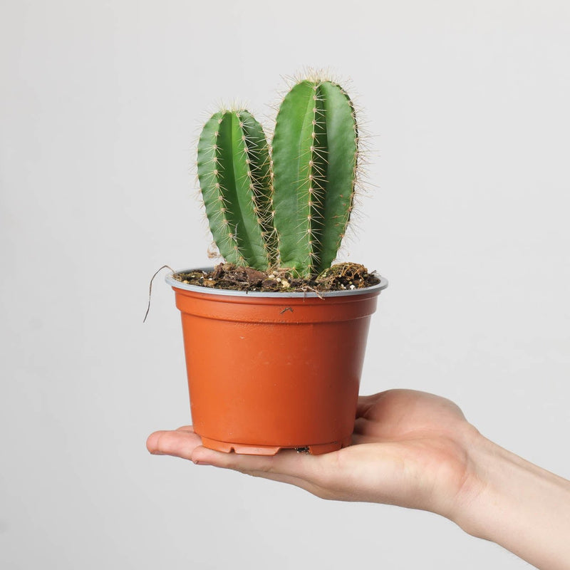 Isolatocereus dumortieri Plants GrowTropicals