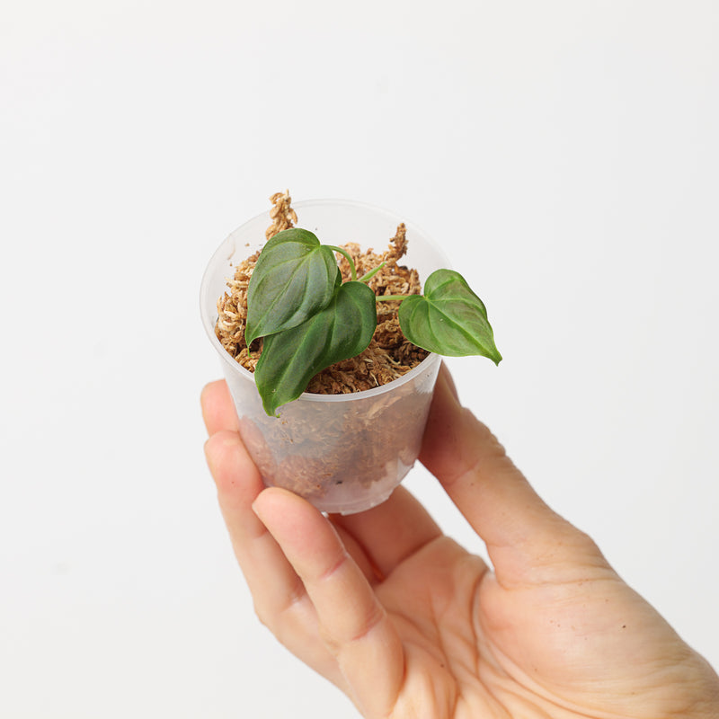 Philodendron verrucosum 'Dwarf Red’ Plants GrowTropicals