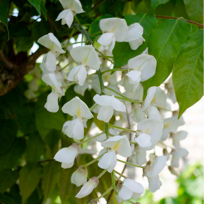 Wisteria floribunda 'Alba' Plants - Outdoor GROW TROPICALS