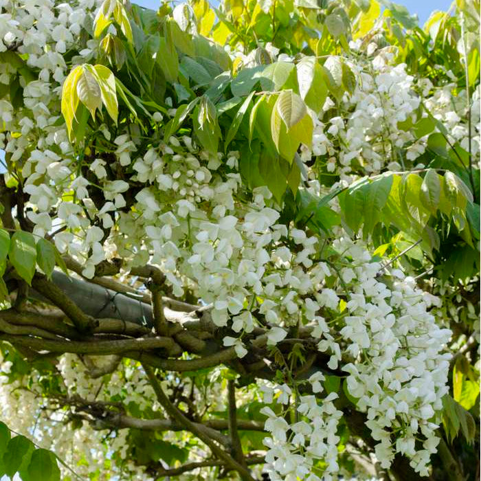 Wisteria floribunda 'Alba' Plants - Outdoor GROW TROPICALS