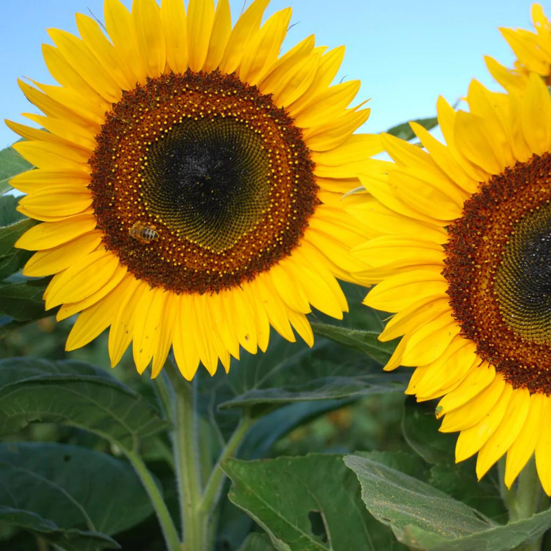 Sunflower 'Taiyo' Seeds — Default Title