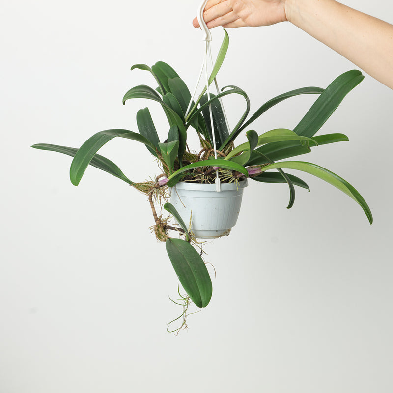 Bulbophyllum longiflorum syn. eberhardtii Plants Growtropicals