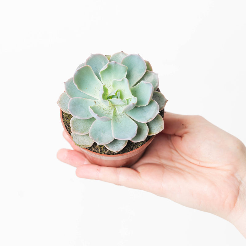 Echeveria colorata Plants GrowTropicals