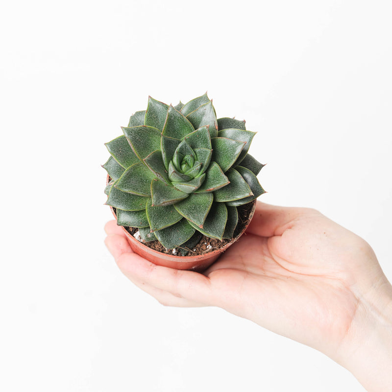 Echeveria purpusorum — 8.5cm