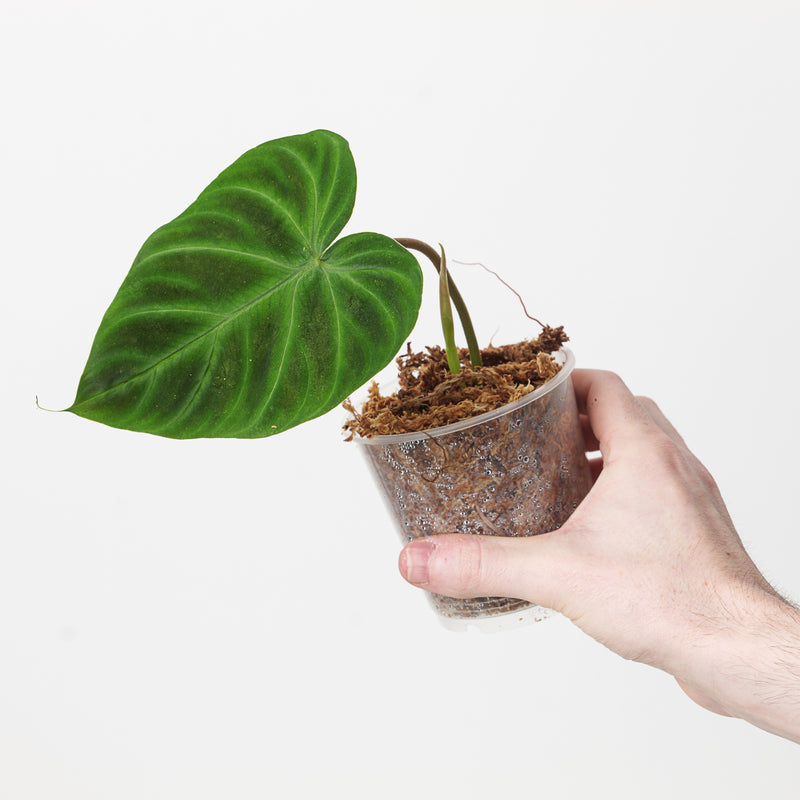 Philodendron Verrucosum 'Ecuador' — 9cm