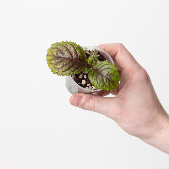 Nautilocalyx cf. ecuadorensis 6cm Plants GrowTropicals