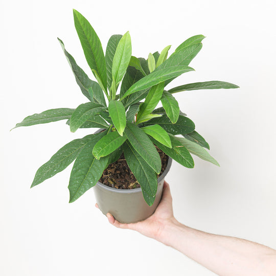 Edgeworthia chrysantha grandiflora 19cm / 3L Plants - Outdoor GROW TROPICALS