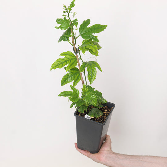 Passiflora edulis (Passion Fruit) Plants - Outdoor GROW TROPICALS