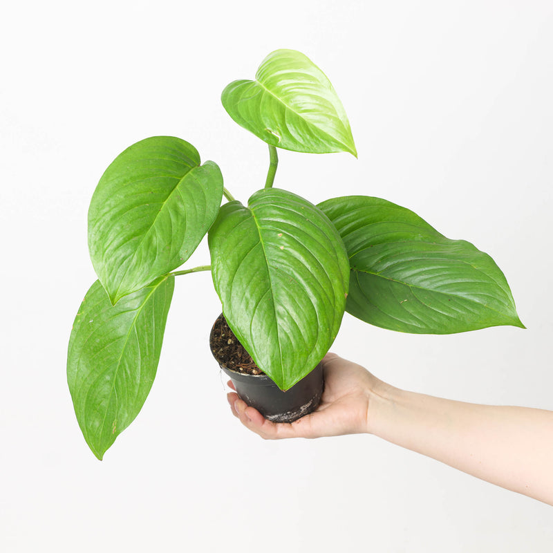 Monstera egregia 12cm Plants GrowTropicals