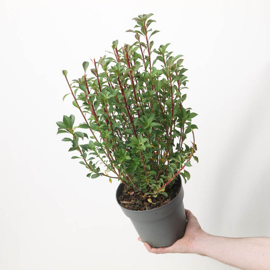 Enkianthus campanulatus 17cm / 2L Plants - Outdoor GROW TROPICALS