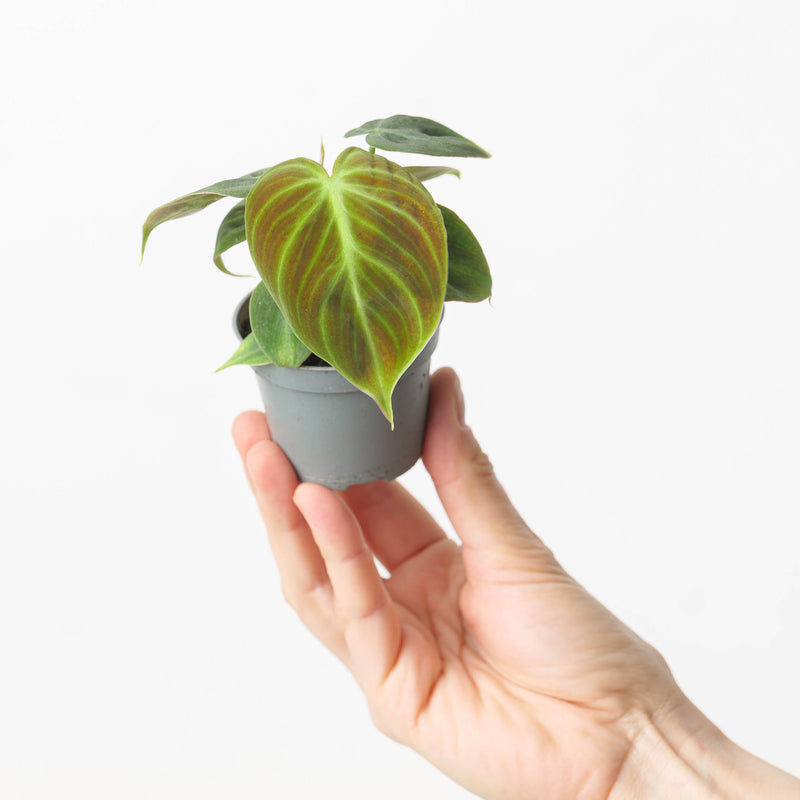 Imperfect Philodendron rubrijuvenile ('El Choco Red') Plants GrowTropicals