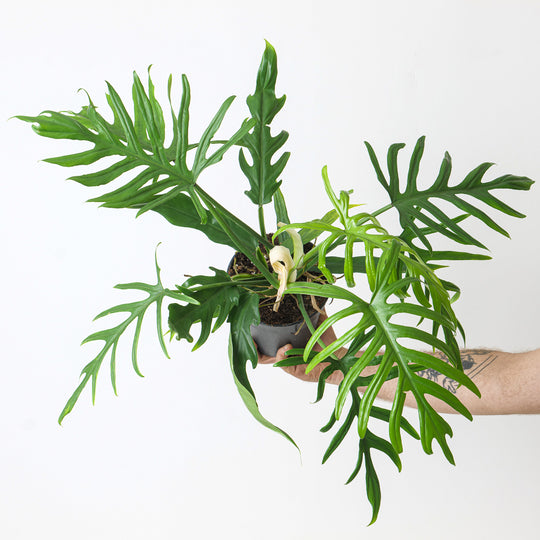 Philodendron elegans 15cm Plants GrowTropicals