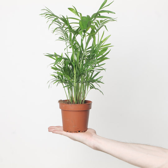 Chamaedorea elegans 12cm Plants GrowTropicals