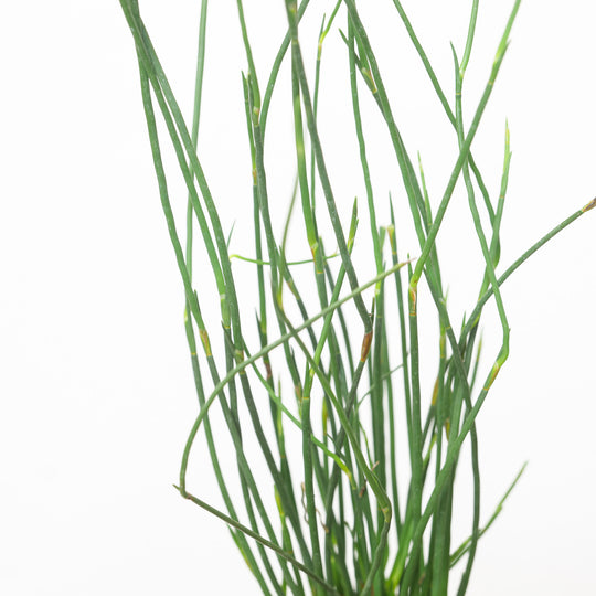 Elegia elephantina Plants - Outdoor GROW TROPICALS