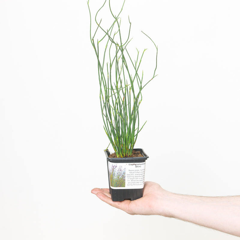 Elegia elephantina — 9cm / 0.5L