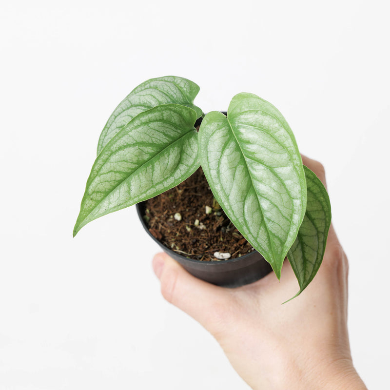 Monstera siltepecana 'El Salvador' Plants GrowTropicals