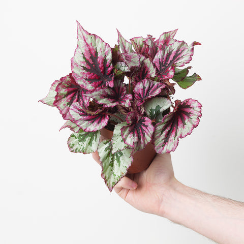 Begonia Evening Glow Plants GrowTropicals